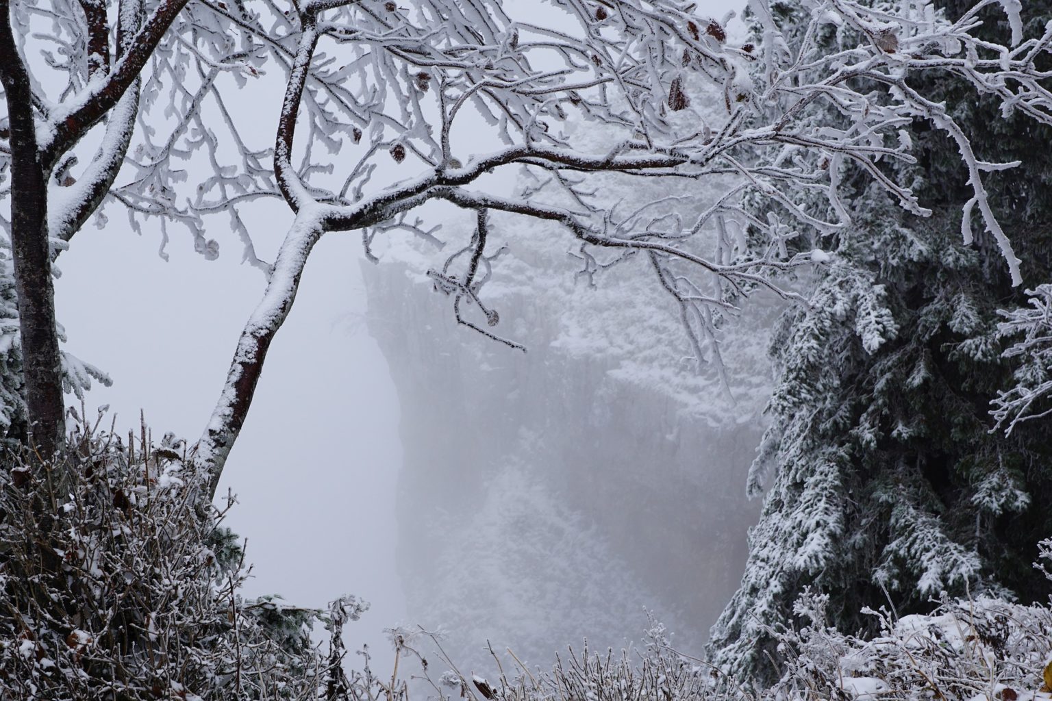 Winterlicher Baum am Abgrund