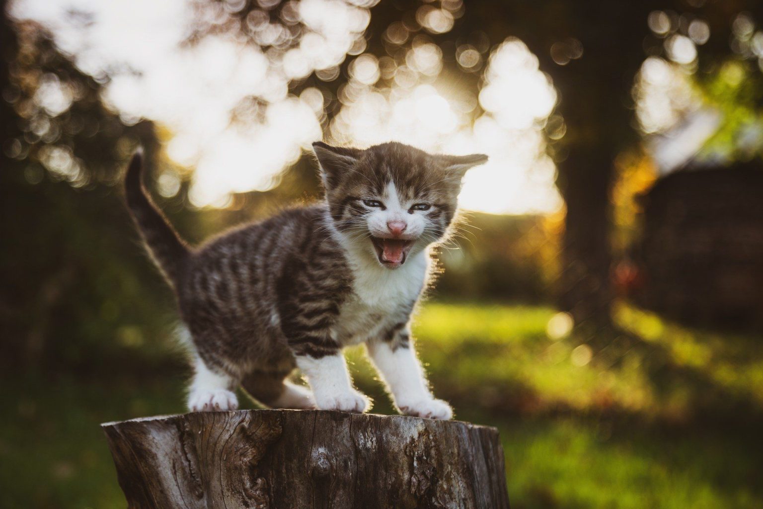 Schreiende Katze